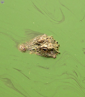 gator