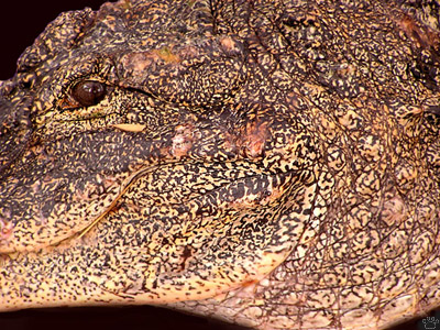 gator