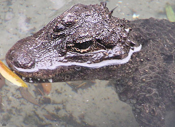 gator