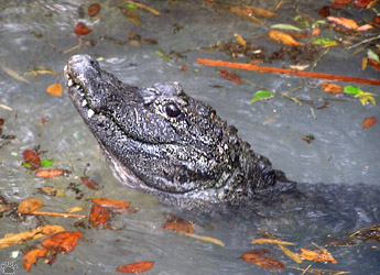 gator