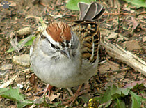 bird