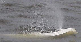 beluga