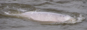 beluga