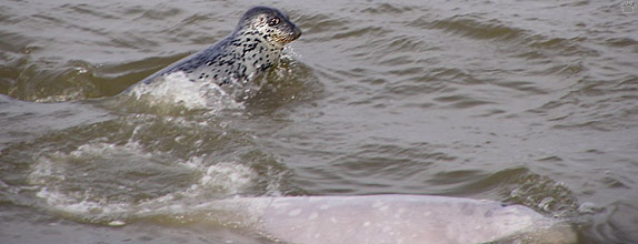 beluga