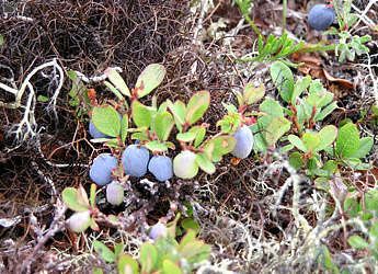 plant