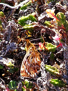 butterfly