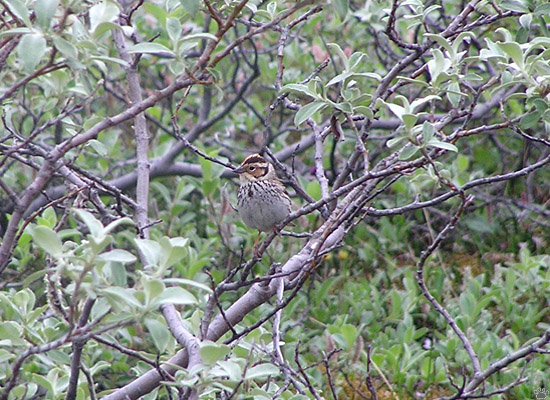 bird