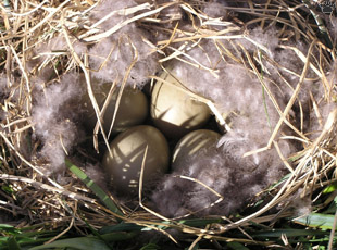 nest