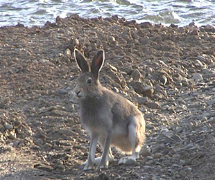 hare