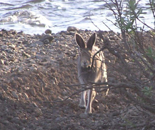 hare