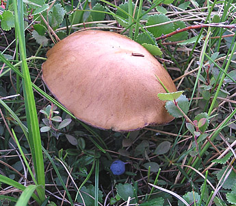 mushroom