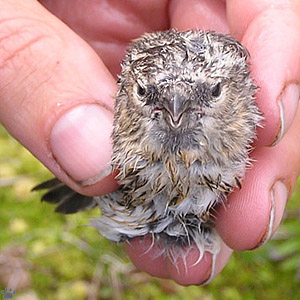 bird