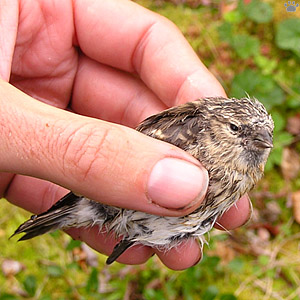 bird