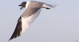 gull
