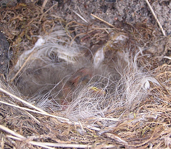 nest