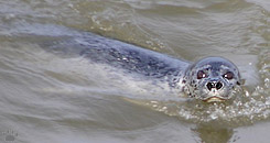 seal