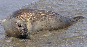 seal