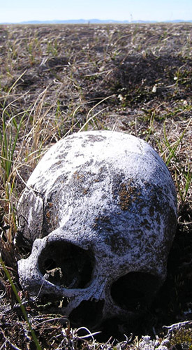 skull