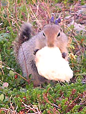 squirrel