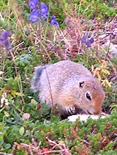 squirrel