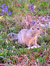 squirrel