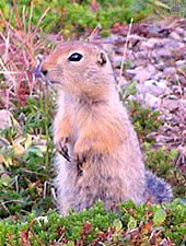 squirrel