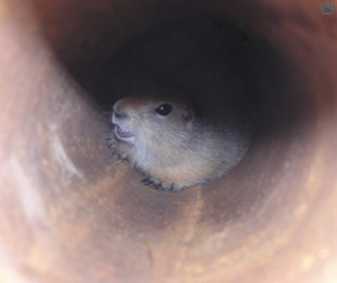 squirrel