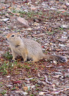 squirrel