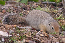 squirrel