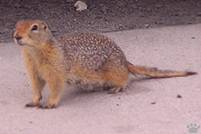 squirrel