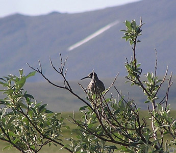 bird