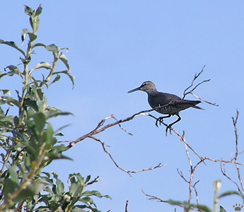 bird