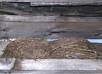 nest