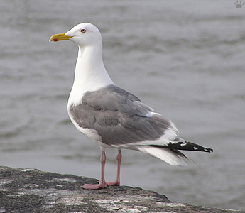 bird