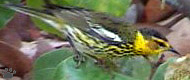 bird