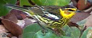 bird