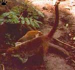 coati