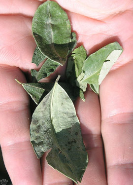 coca