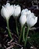 colchicum