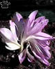 colchicum