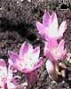 colchicum