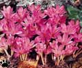 colchicum