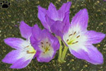 colchicum