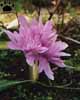 colchicum