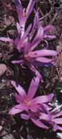 colchicum