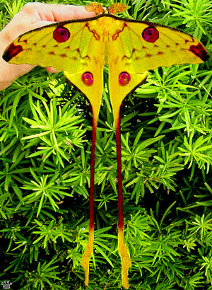 moth