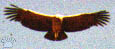 condor