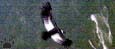 condor