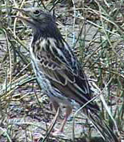 bird