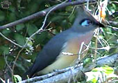 bird